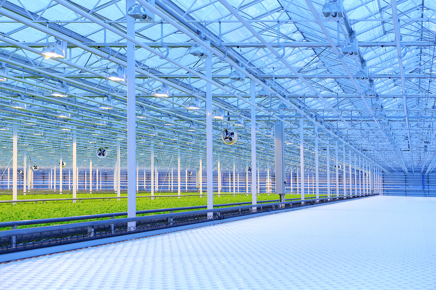 Inside of a Professional Greenhouse with Fans and Lights and Crops