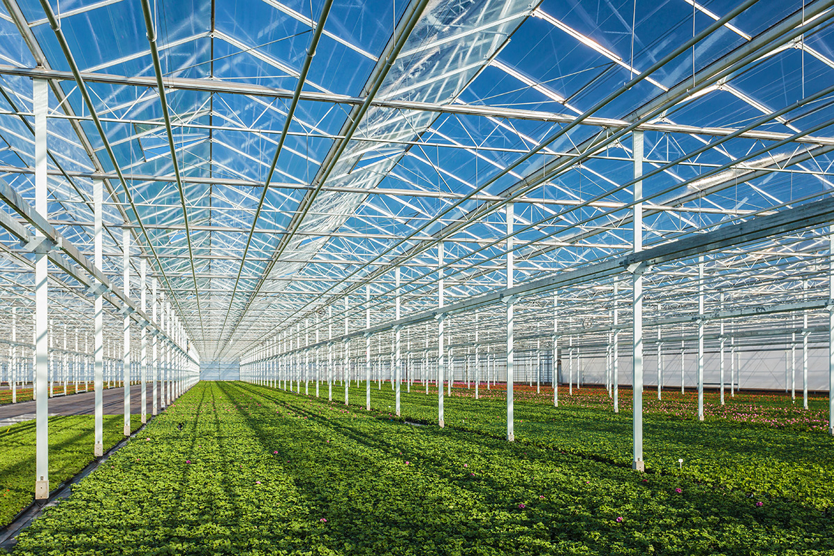 Interior of a Commercial Greenhouse with Glass Roofs and Crops and Blue Sky