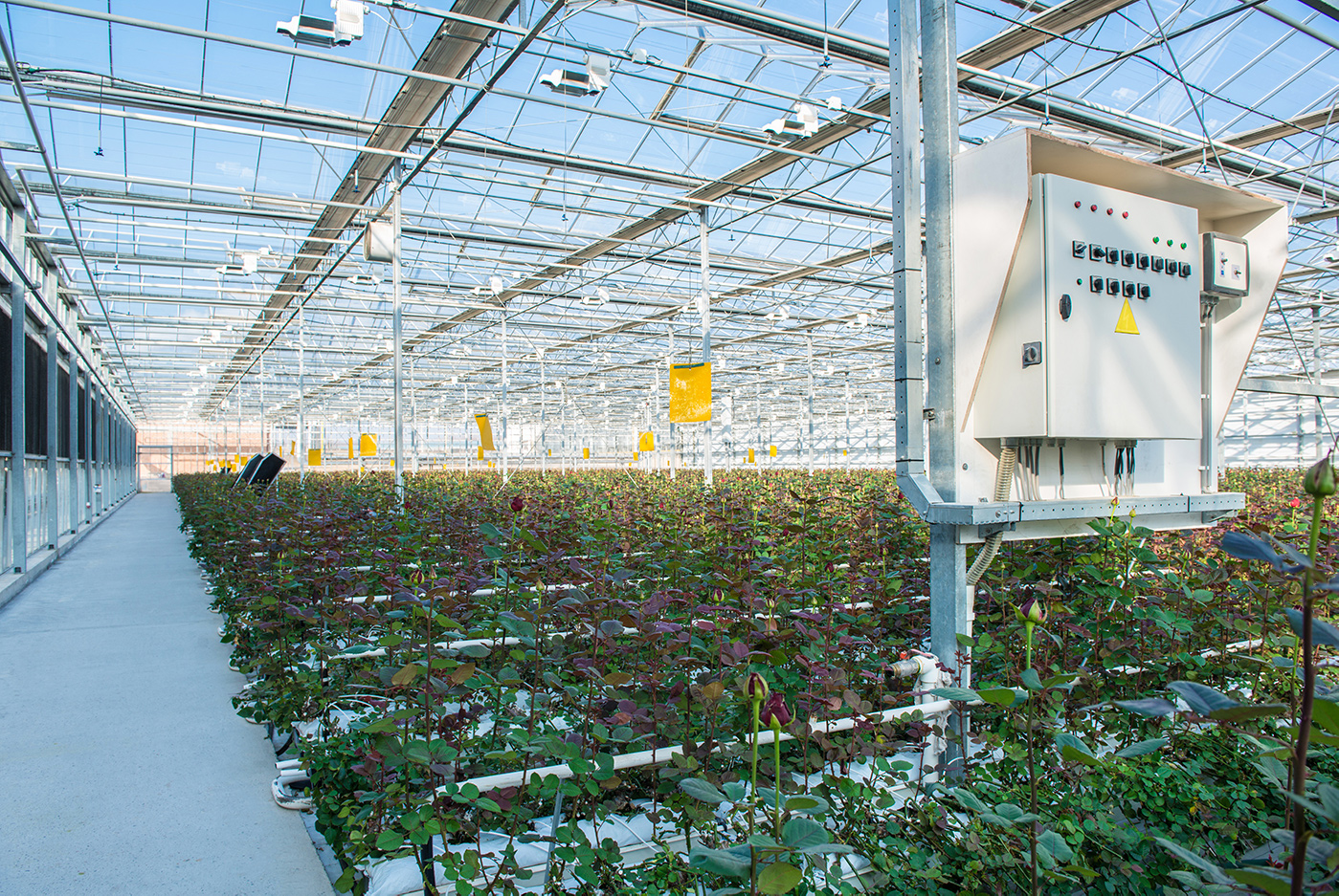 AdobeStock_221680820 A Commercial Growing Controller System inside a Professional Greenhouse