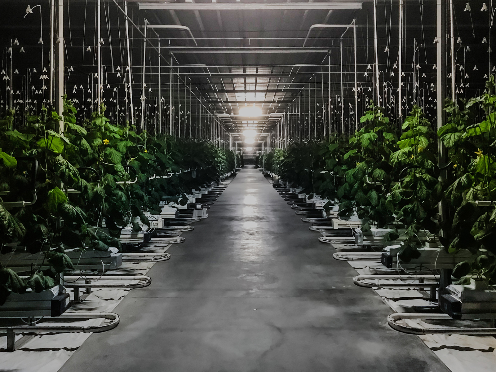 The Inside of a Commercial Greenhouse using Blackout Cloth to Darken It