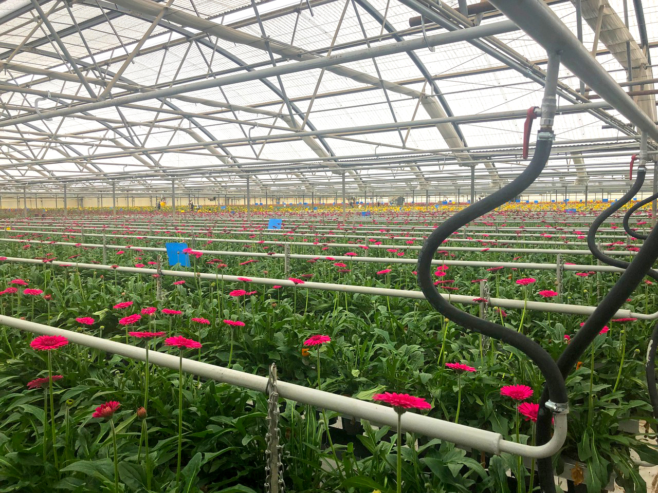 hotwater_heating_side Hot water heating in a greenhouse of flowers