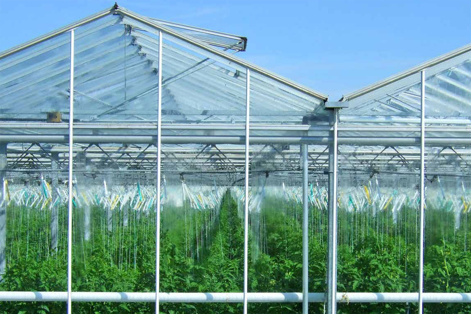Market Potential and Investment Opportunities of Hightech Greenhouse
