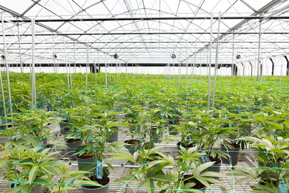 Customers Glass House Farms and Copperstate Farms 2020 Total Energy