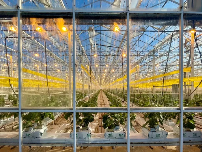 houweling yellow lights in a glass greenhouse