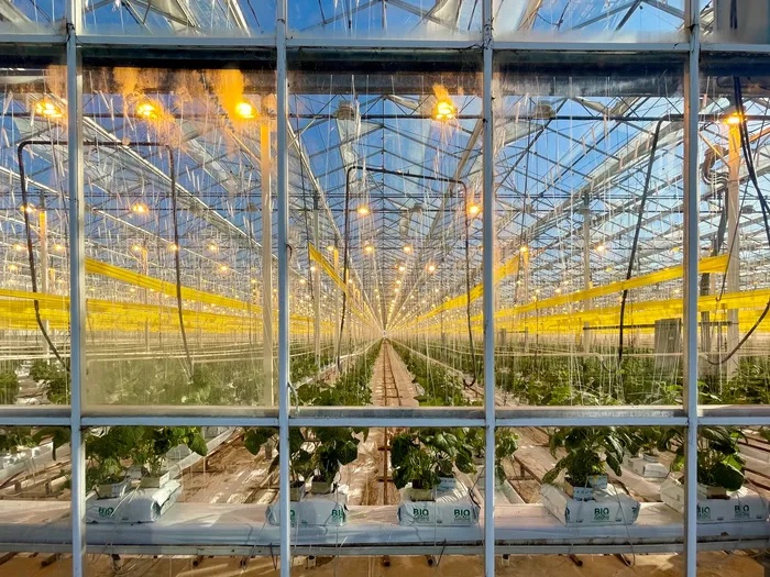 yellow lights in a glass greenhouse