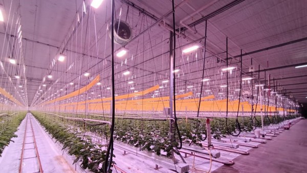 Three Years of Research Lead to Full LED in Cucumber Greenhouse