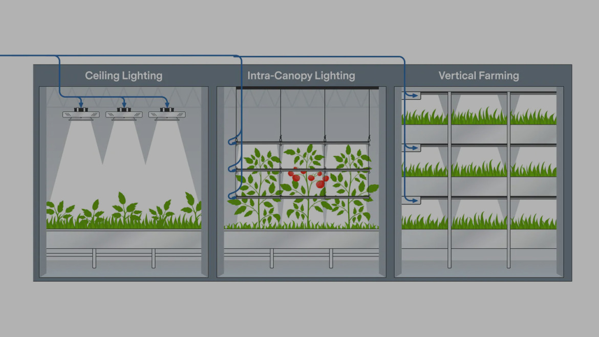 Optimizing the Efficiency of LED Lighting Schemes for Indoor Farming