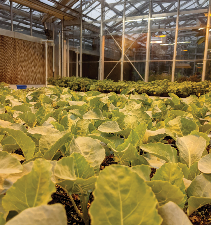 Latest Research Optimizing Lighting for Greenhouse Cultivation Total