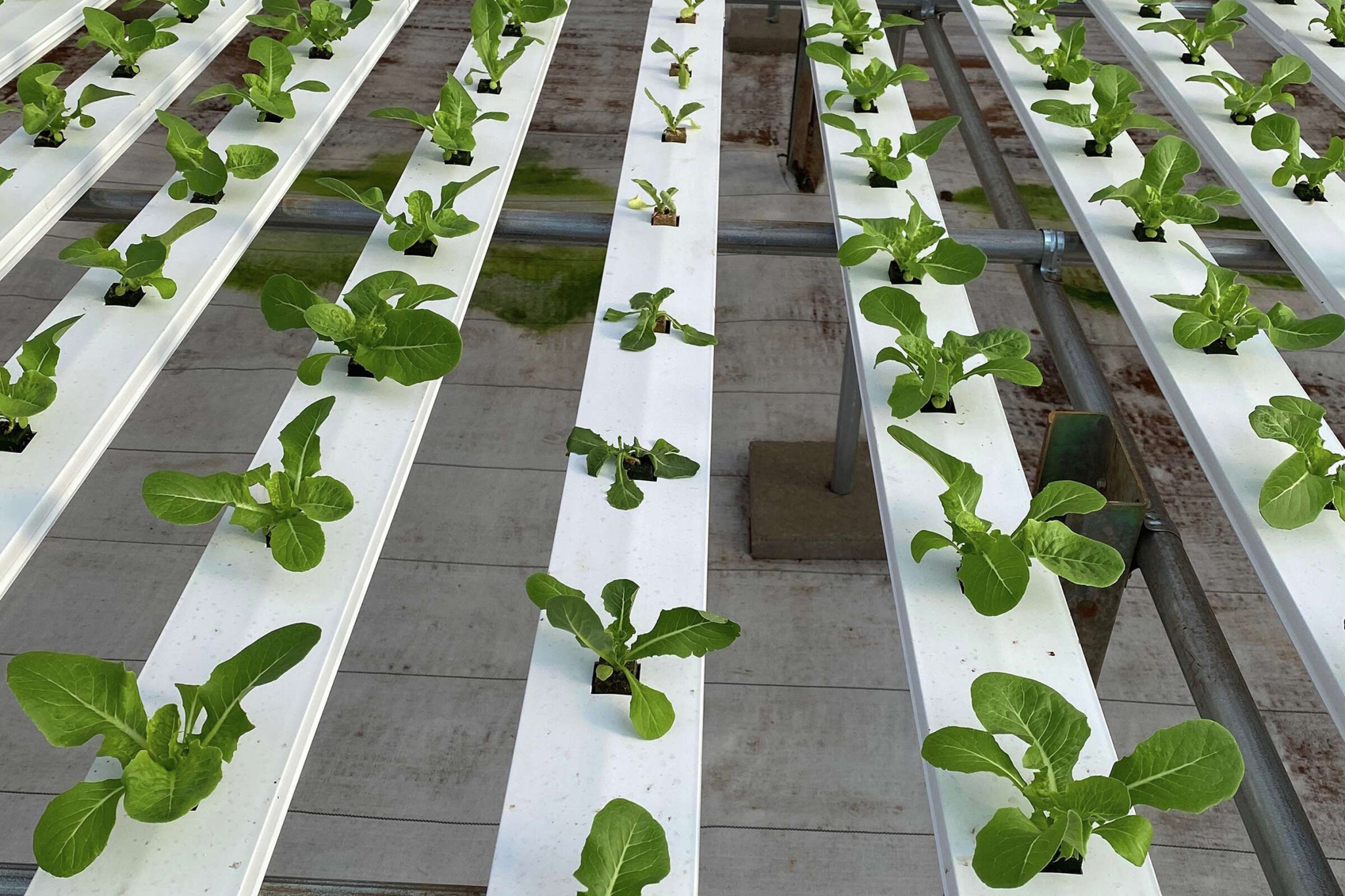 Customer Sensei Farms Larry Ellison is Feeding Hawaii from