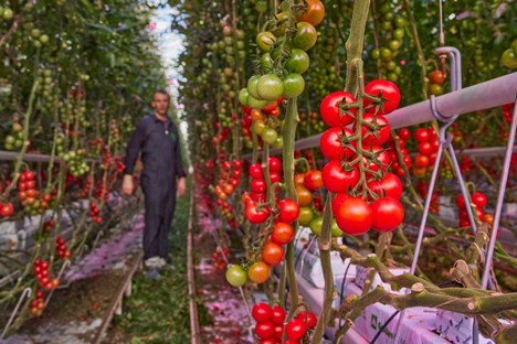 We’re Proud to be the First Dutch Tomato Grower Switching to Full LED