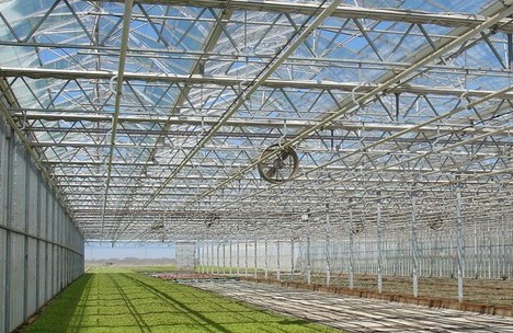 Why Crops Grow Better With More Light