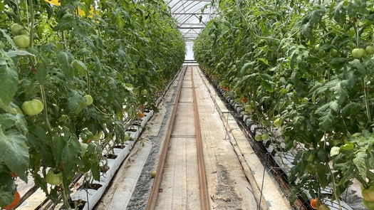 Customer: Beylik Family Farms, Future of Tomatoes in CA Drought: Hydroponic Farming?